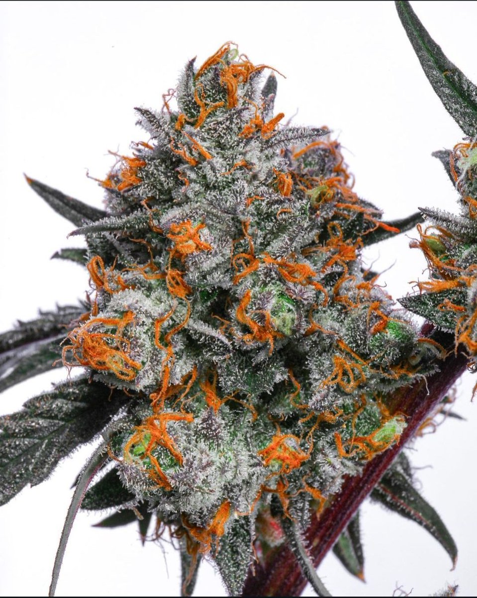 mikelbricks420 (@mikelbricks420) on Twitter photo 