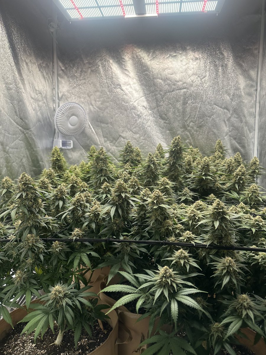 mikelbricks420 (@mikelbricks420) on Twitter photo 