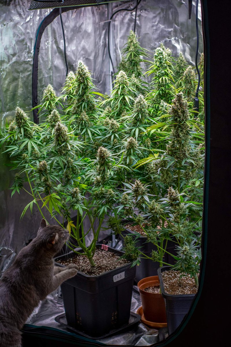 mikelbricks420 (@mikelbricks420) on Twitter photo 