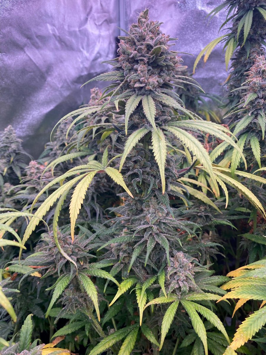 mikelbricks420 (@mikelbricks420) on Twitter photo 