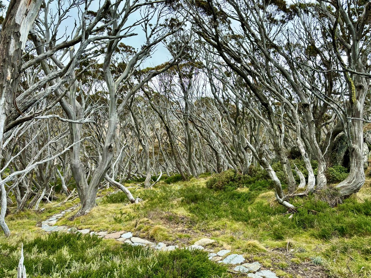 Ananya2yzai's tweet photo. The new(ish) 13km trail Charlotte Pass to Perisher is a stunner #hiking #SnowiesAlpineWalk https://t.co/UoPVfhpCj2