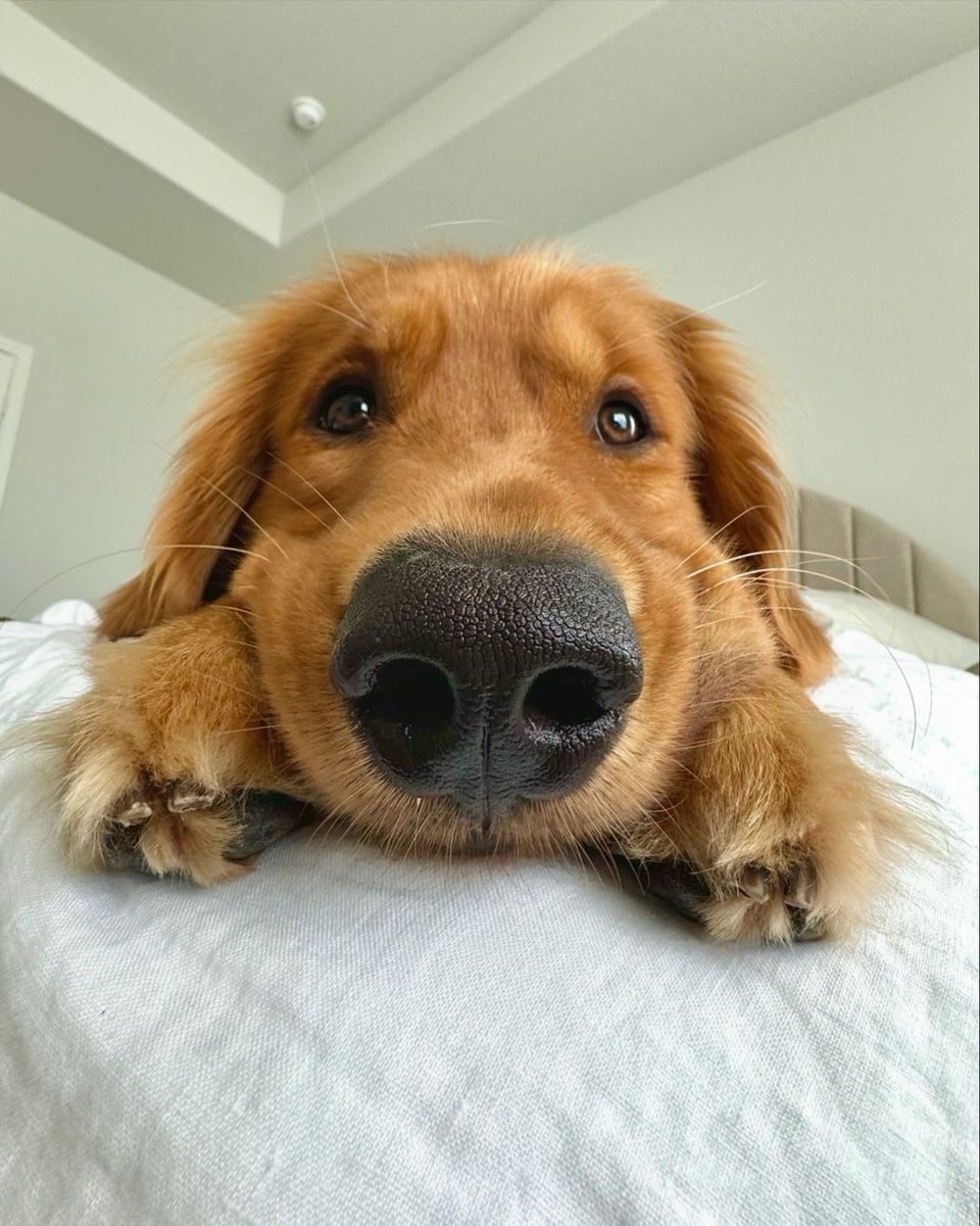 petpopular's tweet photo. https://t.co/mzOOkndIqL