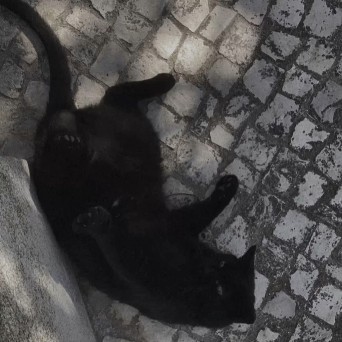 Black cats are not bad luck (@visualscat) on Twitter photo 