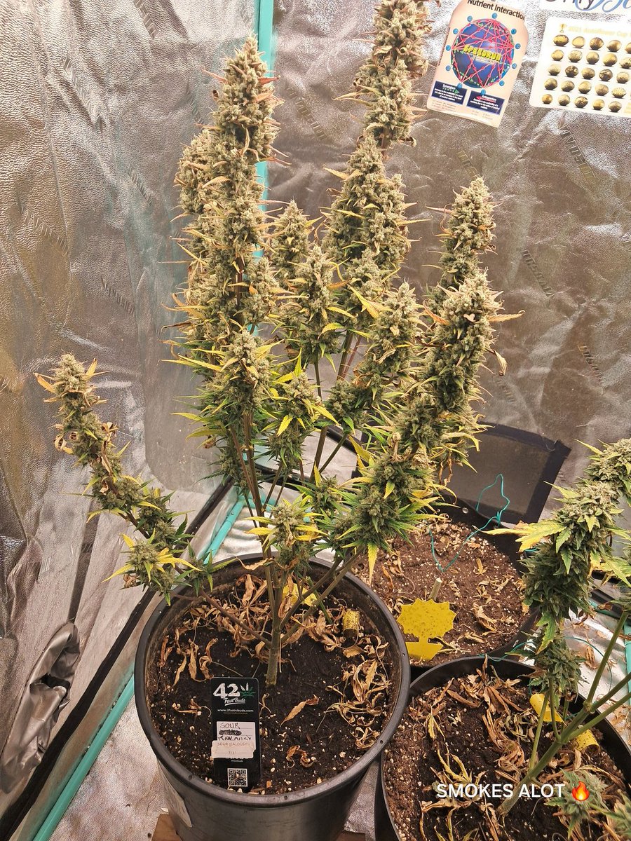 mikelbricks420 (@mikelbricks420) on Twitter photo 