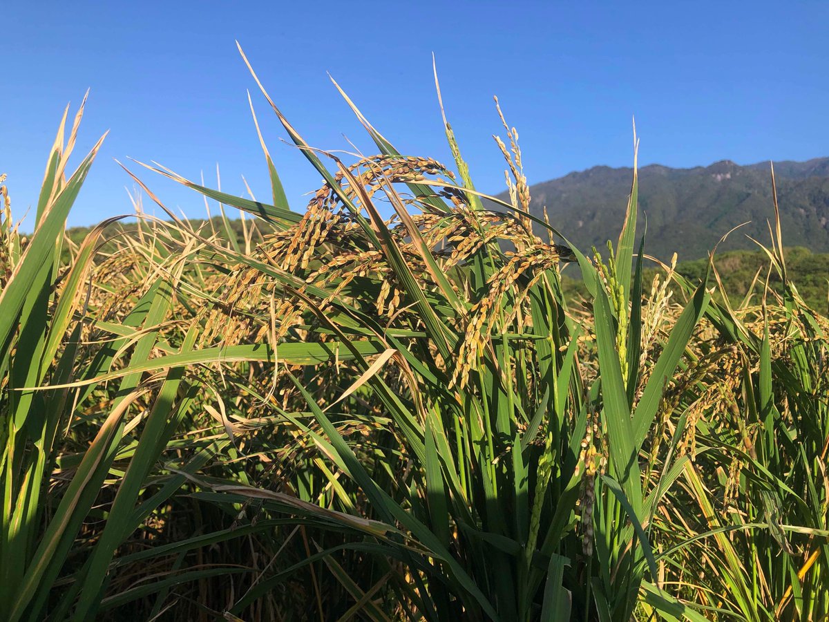 LitsukoM's tweet photo. 稲刈り🌾

豊かな実りに

大感謝✨

ひとつ

ひとつ

丁寧に

毎瞬毎瞬を

��きめき溢れさせていきてく🌈 https://t.co/b7HQzRBAns