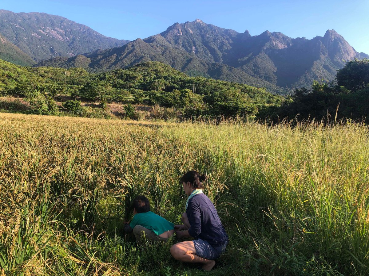 LitsukoM's tweet photo. 稲刈り🌾

豊かな実りに

大感謝✨

ひとつ

ひとつ

丁寧に

毎瞬毎瞬を

��きめき溢れさせていきてく🌈 https://t.co/b7HQzRBAns