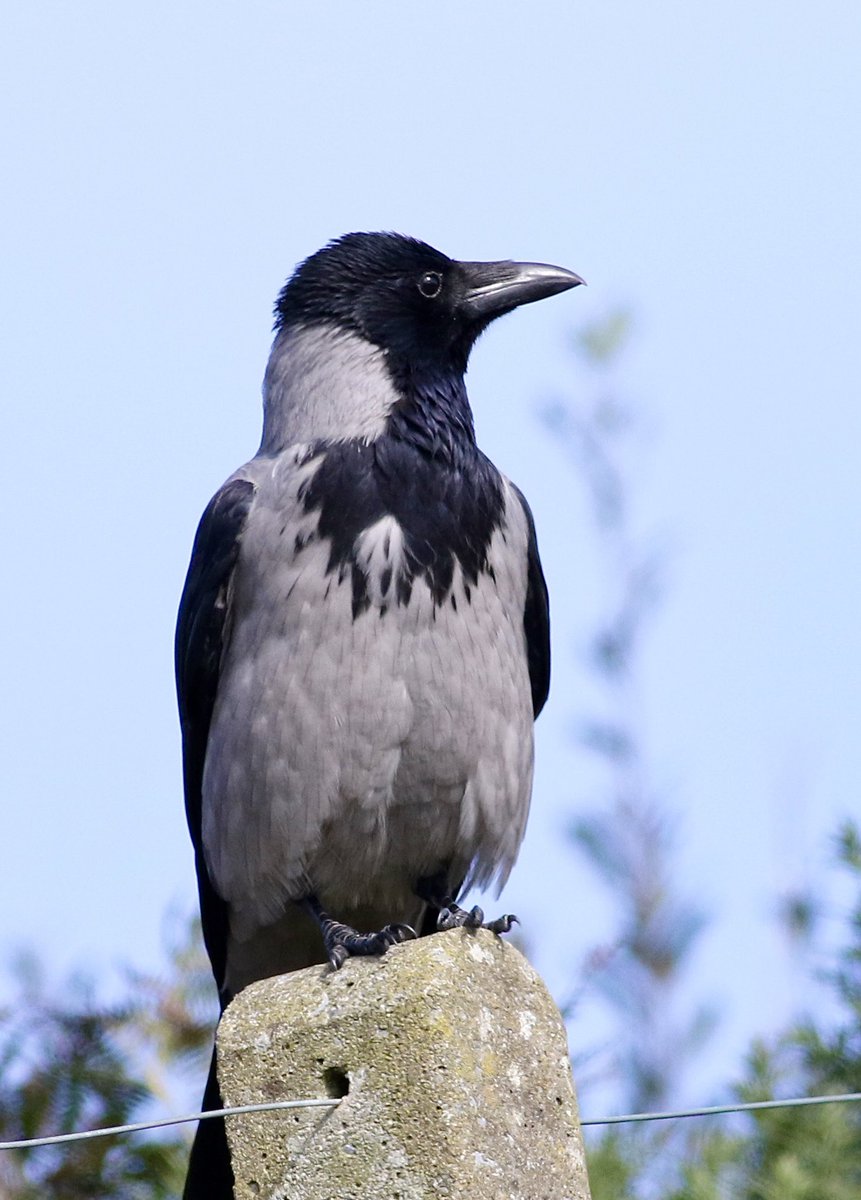 john murphy tweet media