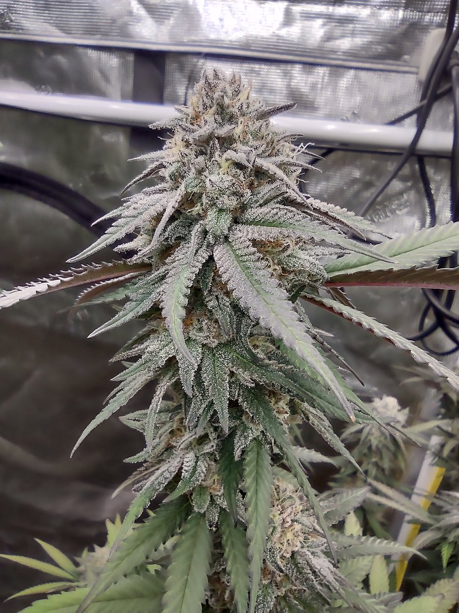 dgtmo420's tweet photo. Glookies
Barneys farm genetics 💚 🧬
@BarneysAms
Almost harvest time
#growyourown #homegrown #drgreen #drgreenthumb #barneysfarm #glookies #medicine #medical #caregiver #seedbank #weedmob #420friendly #kansascity #midwest #cannabis #flower https://t.co/SpiBYX43xU