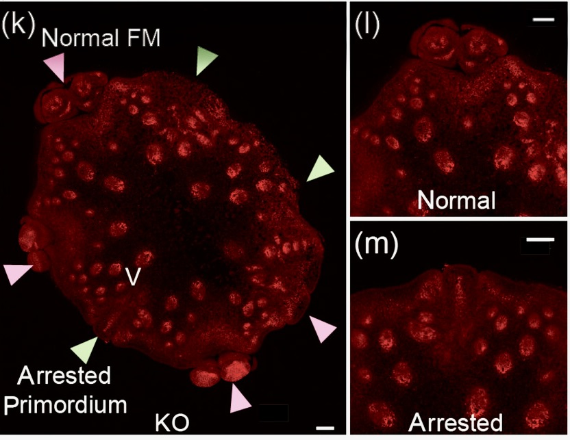 Thu Tran tweet media