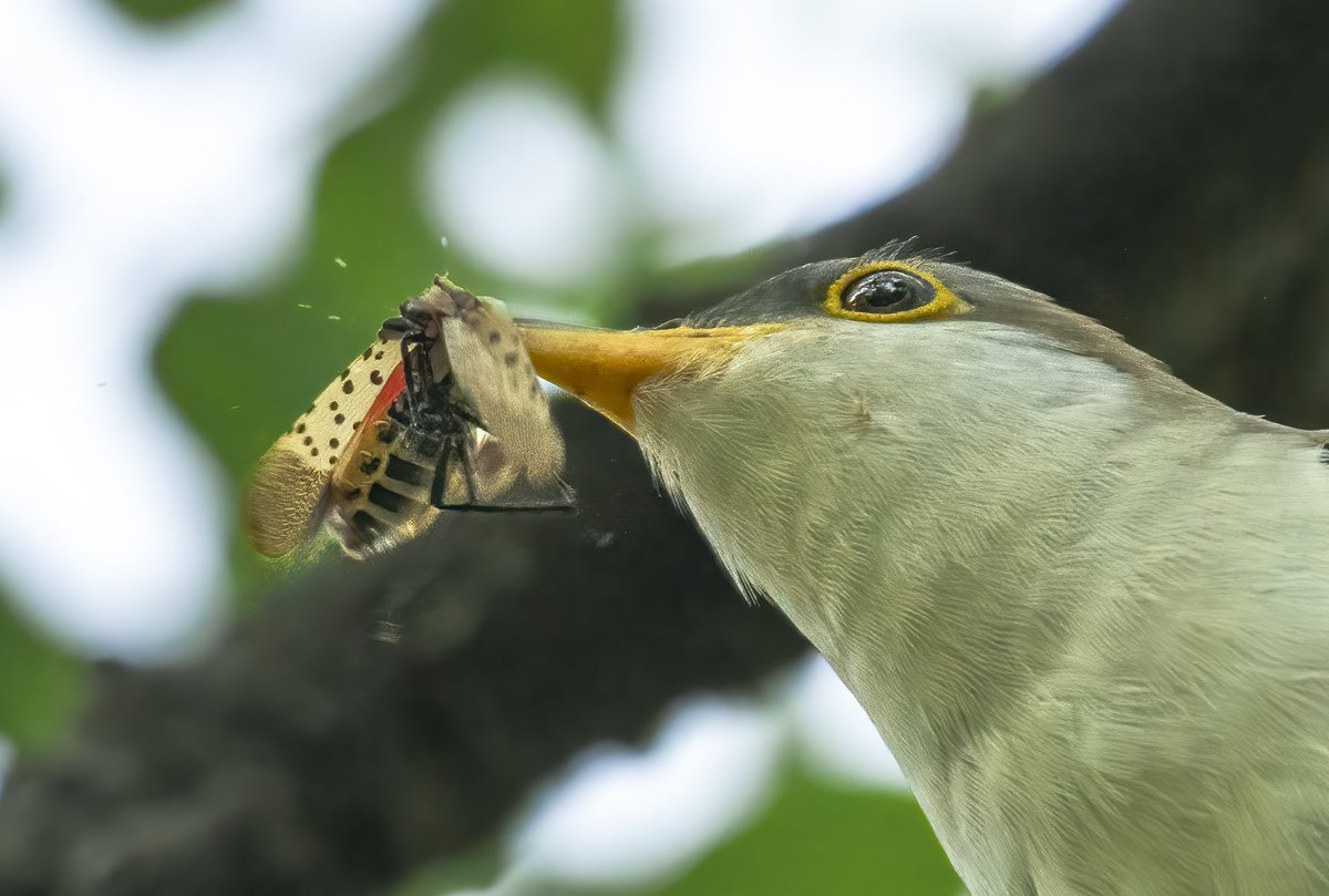 satlit25's tweet photo. Yellow-billed Cuckoo destroying Lantern flies in Shakespeare’s Garden. 😱😱 @BirdCentralPark https://t.co/wGrdj8jIJd