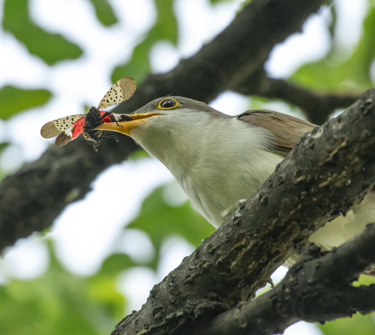 satlit25's tweet photo. Yellow-billed Cuckoo destroying Lantern flies in Shakespeare’s Garden. 😱😱 @BirdCentralPark https://t.co/wGrdj8jIJd