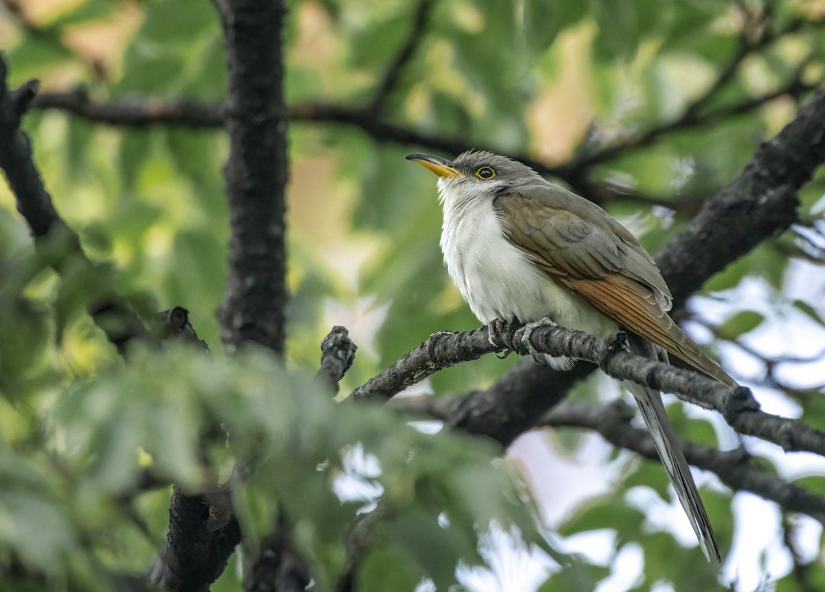 satlit25's tweet photo. Yellow-billed Cuckoo destroying Lantern flies in Shakespeare’s Garden. 😱😱 @BirdCentralPark https://t.co/wGrdj8jIJd