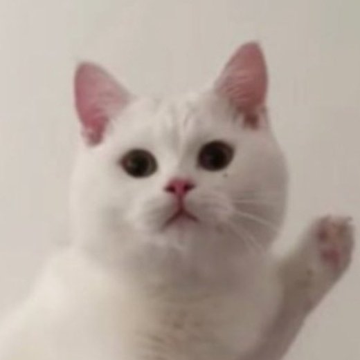 Solmeow tweet media