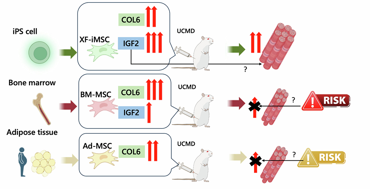 CiRA_KU_E's tweet photo. New study reveals iMSCs' superior ability to treat Ullrich congenital muscular dystrophy. Could this be the future of UCMD therapy? Discover the promising research by Dr. Sakurai's team!
#MuscularDystrophy #StemCells #iPSCells #MedicalBreakthrough #UCMD
https://t.co/FxOyXNFN1y https://t.co/eMsdlgQeco