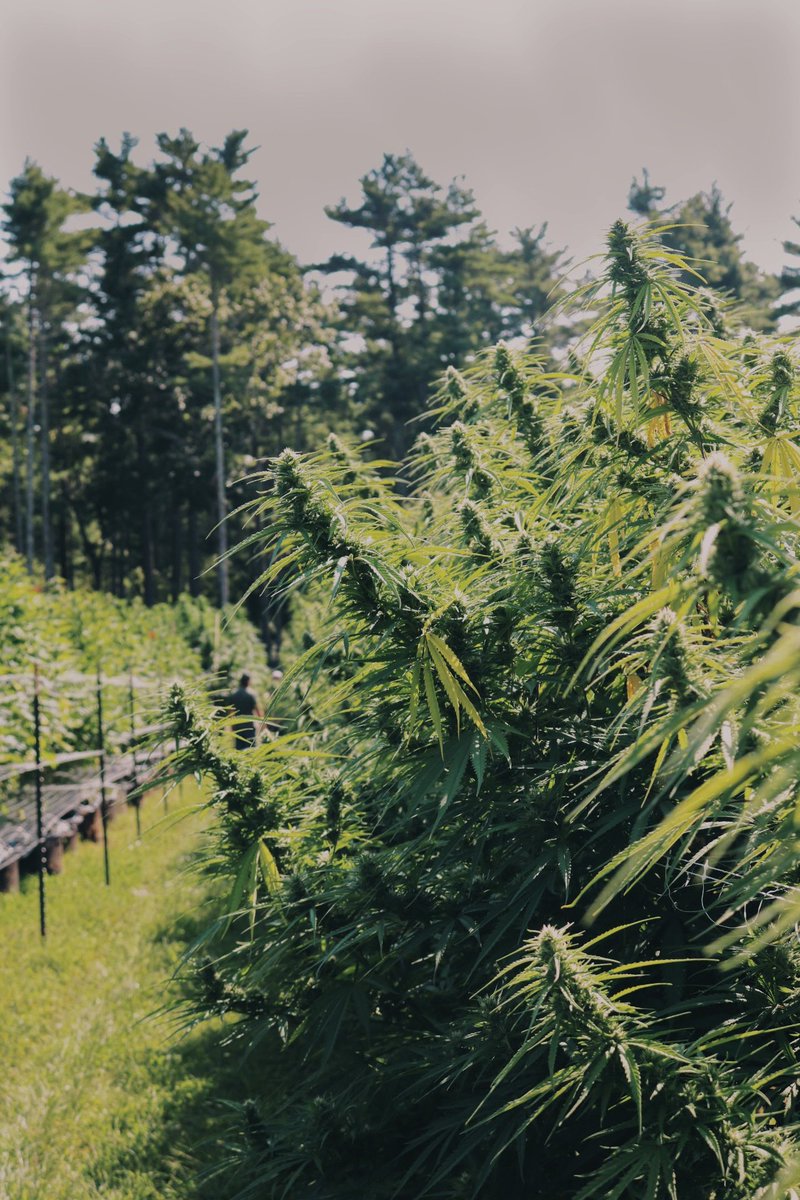 No9Collection's tweet photo. scenes from this years harvest 🍃 https://t.co/g8VENMIBm6