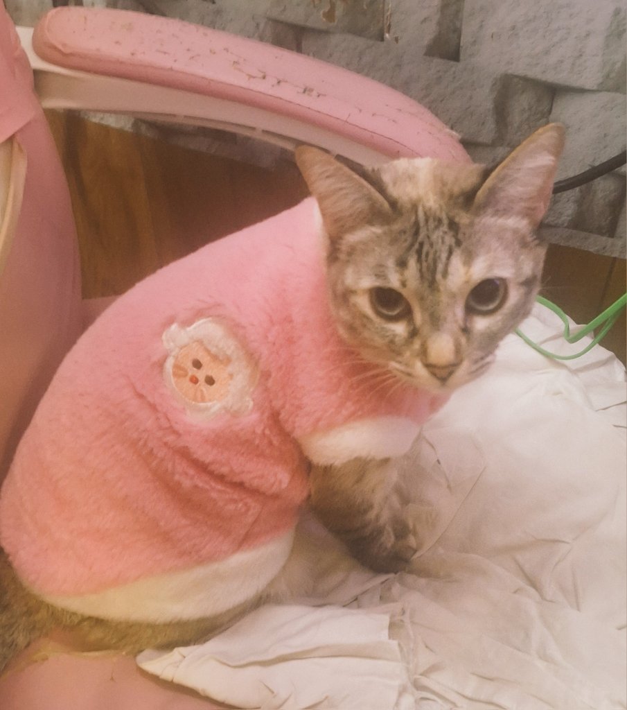 Moon Gato 😽💕🍬 tweet media