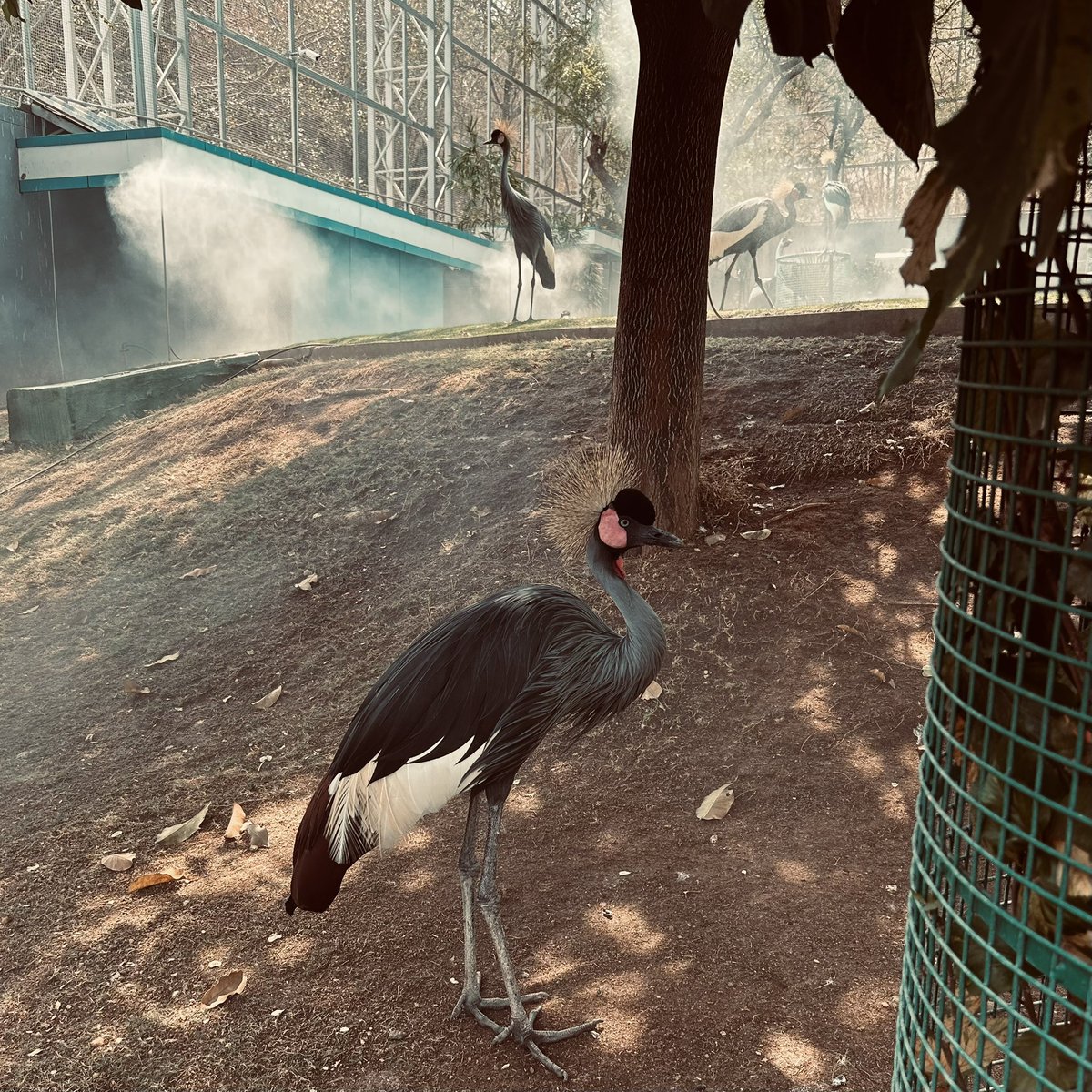 justmyintials's tweet photo. O a path where peace meets unity, like cranes that glide in perfect harmony—quietly searching for that kind of balance. 

🕊️✨ #whisperedconnections #findingbalance 
#harmonyinmotion 
#silentstrength https://t.co/h1oaZ9i97j