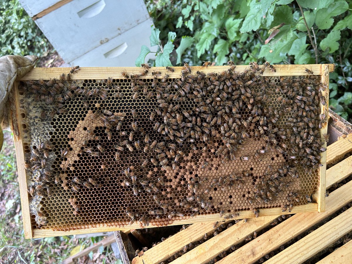MinasBees's tweet photo. The bees are starting to slow down for winter by getting lower in population and storing as much last minute food as possible https://t.co/1Cg3Vu5hGP