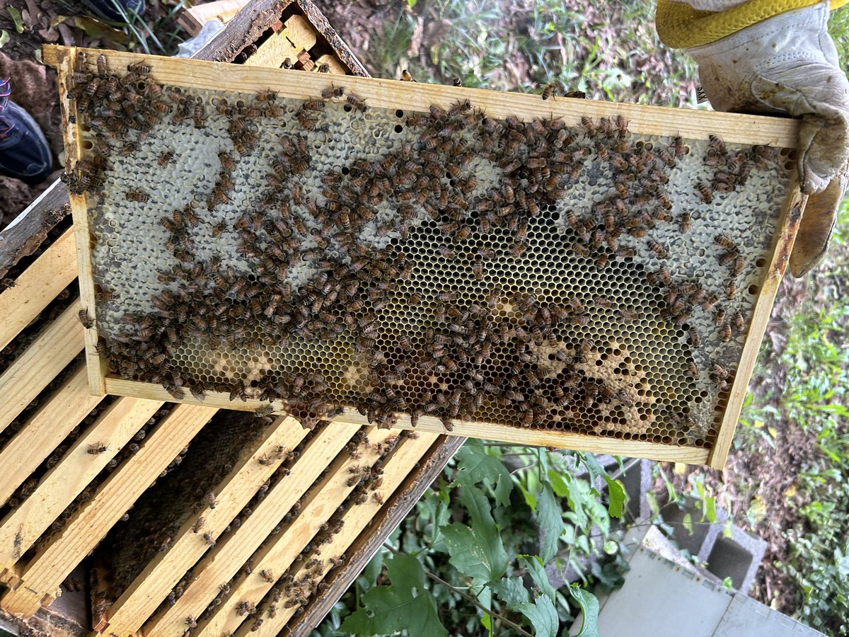 MinasBees's tweet photo. The bees are starting to slow down for winter by getting lower in population and storing as much last minute food as possible https://t.co/1Cg3Vu5hGP