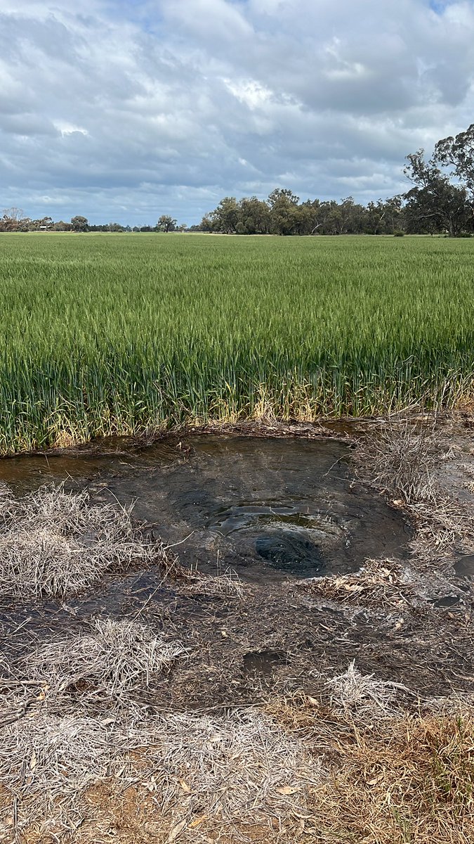 Still no rain on the horizon, last irrigation 4 weeks ago, ground rock hard.  Wheat flowering, thrown everything  at it.  One last drink to brink it home.  Fingers crossed!