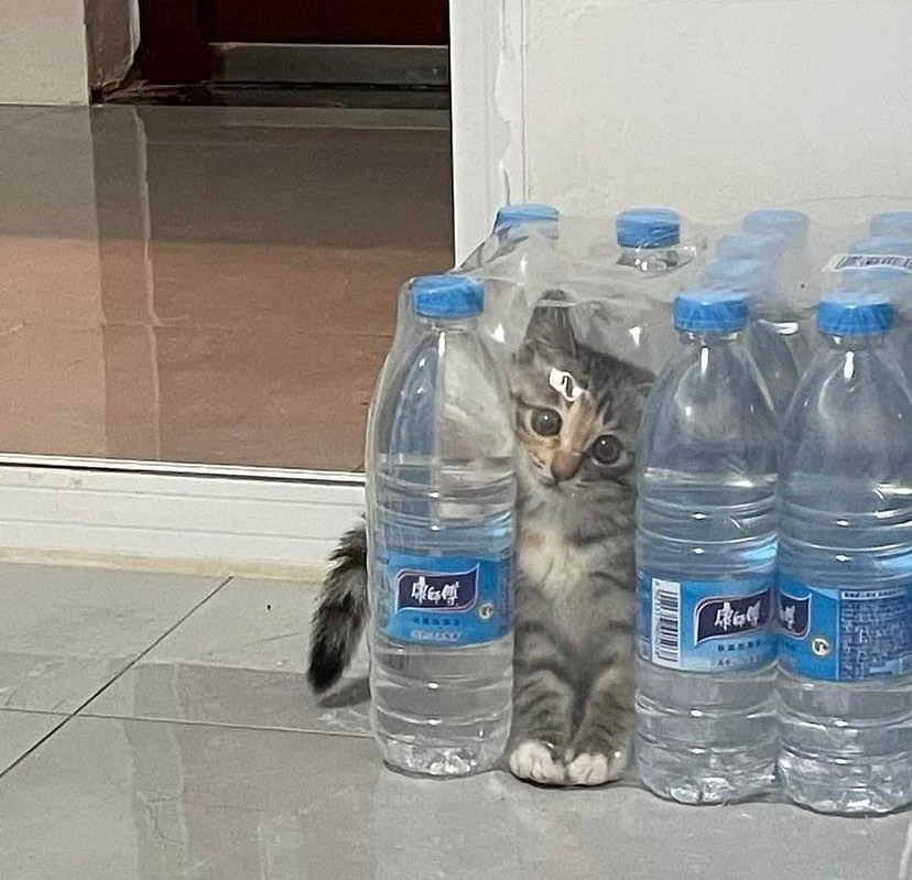 Punch Cat tweet media