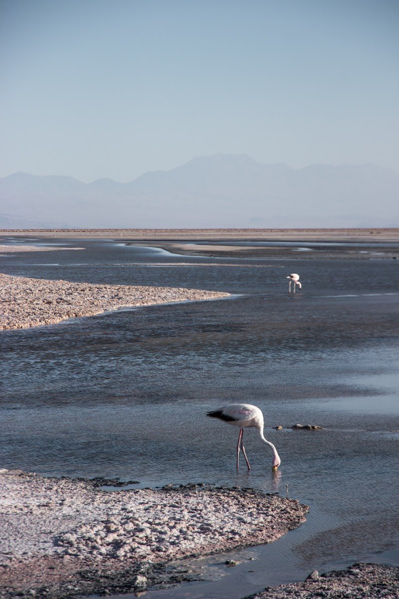 GermaninChile's tweet photo. If you find yourself in Chile, don’t miss San Pedro de Atacama—truly a place that feels otherworldly! Tip: skip the smallest, cheapest car. You might end up stranded in the desert, but at least you’ll have a great story and maybe even a free upgrade! #Atacama #TravelTips #chile https://t.co/cPeQt5BKZd