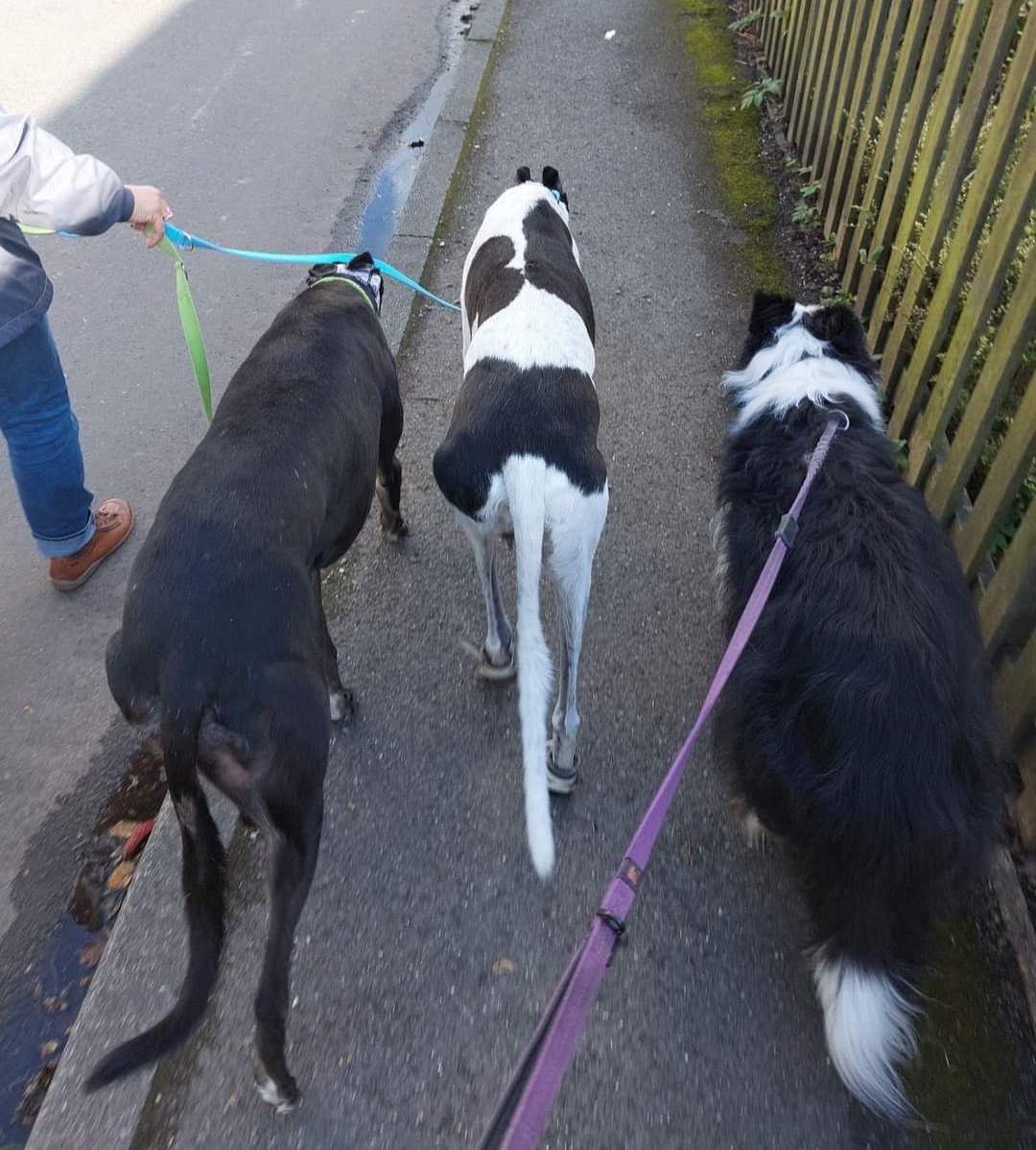 Walkies earlier in the week with one of our husis' houndies - Mollie the collie.