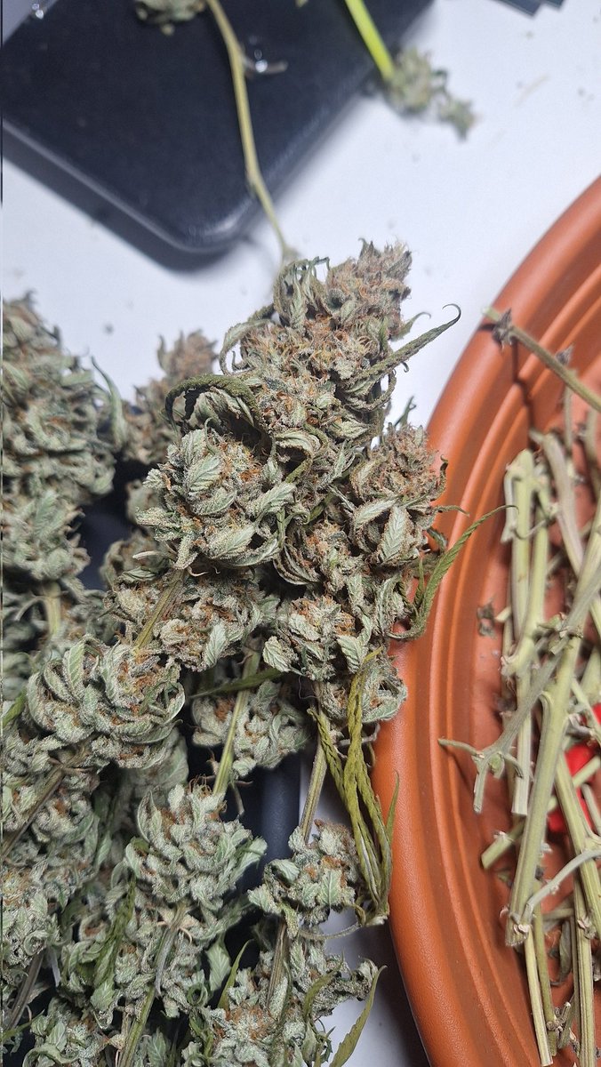 Grow.Guide420 tweet media