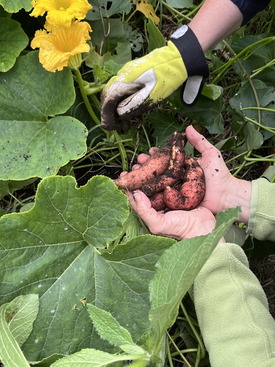 asandra_pon's tweet photo. A pleasant afternoon gardening at the local collective allotment and  harvesting a few ripe veggies with more to come soon. https://t.co/084ecZr3BV