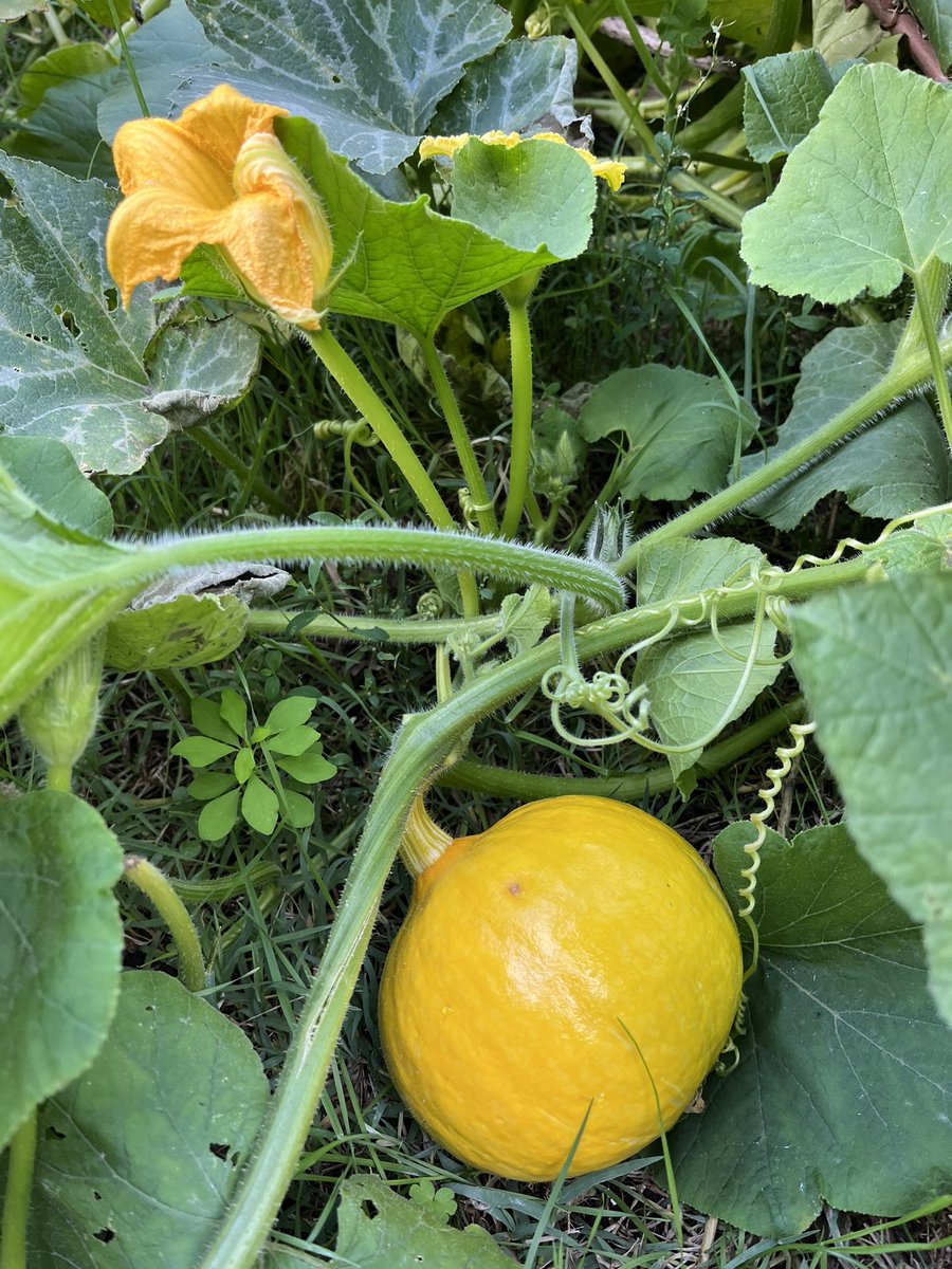 asandra_pon's tweet photo. A pleasant afternoon gardening at the local collective allotment and  harvesting a few ripe veggies with more to come soon. https://t.co/084ecZr3BV
