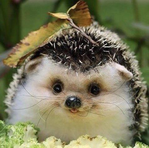 CarlCommunity's tweet image. $carl is back after touching grass