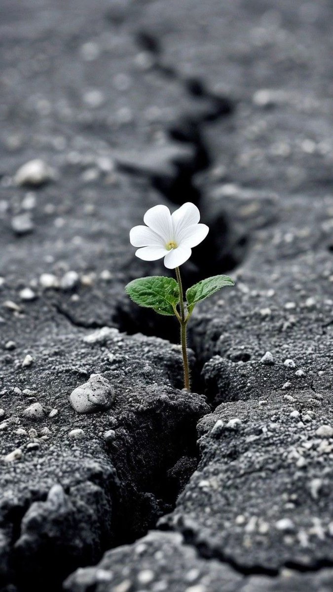 Zeliş (@zeliskar) on Twitter photo 