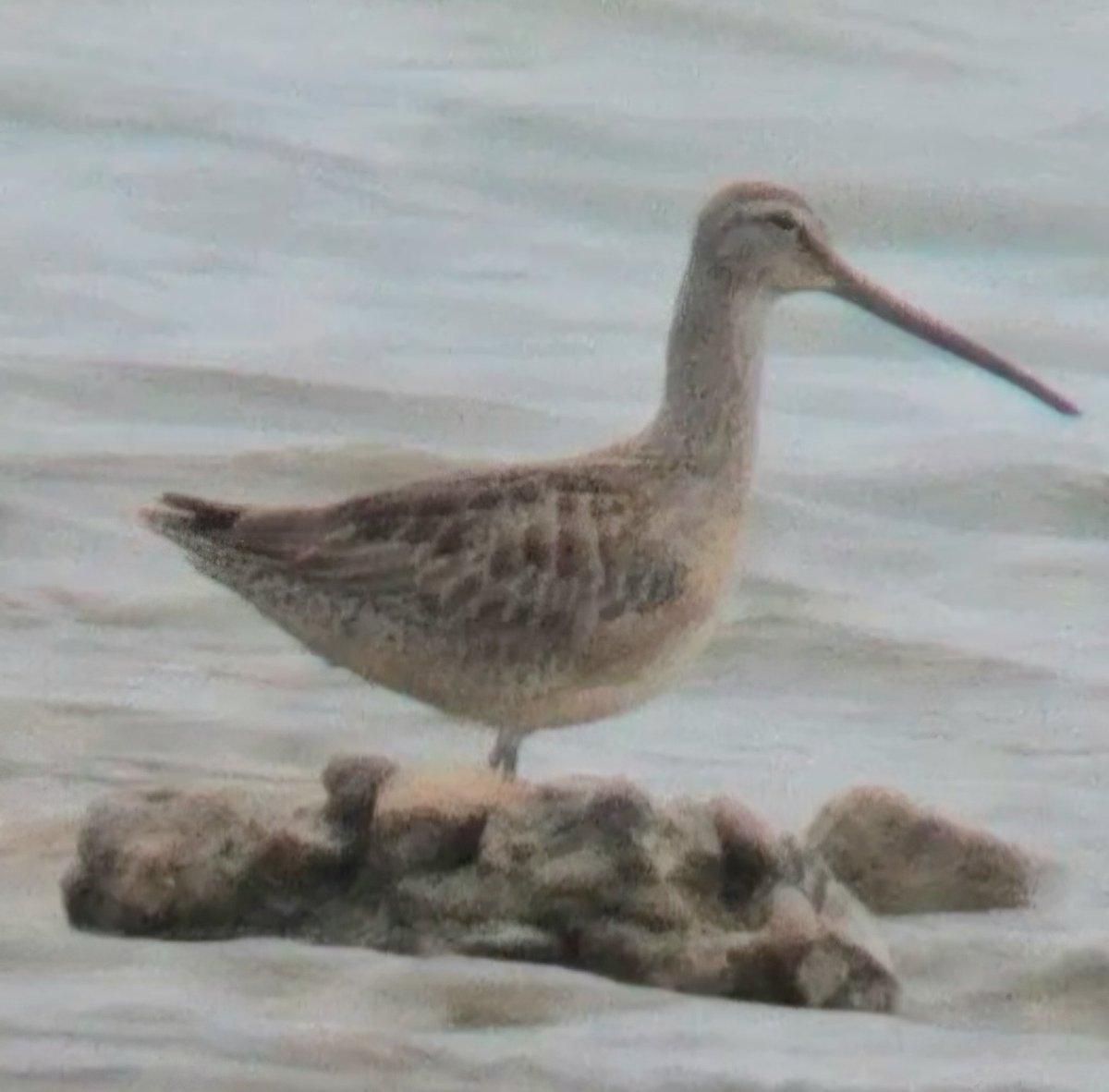 daleivor's tweet photo. #longbilleddowitcher #Eyebrook @LandRbirds so glad this one waited. 3rd time lucky for Eyebrook megas. This one came back and did the right thing tonight. Lost it just before dusk though. Last seen with 3 Dunlins. https://t.co/72Qx9oKLz5