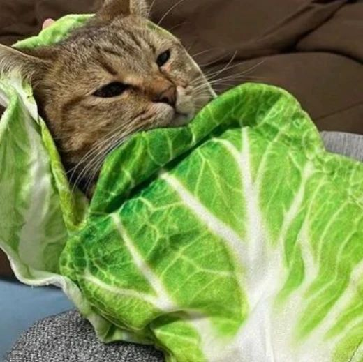 Punch Cat tweet media