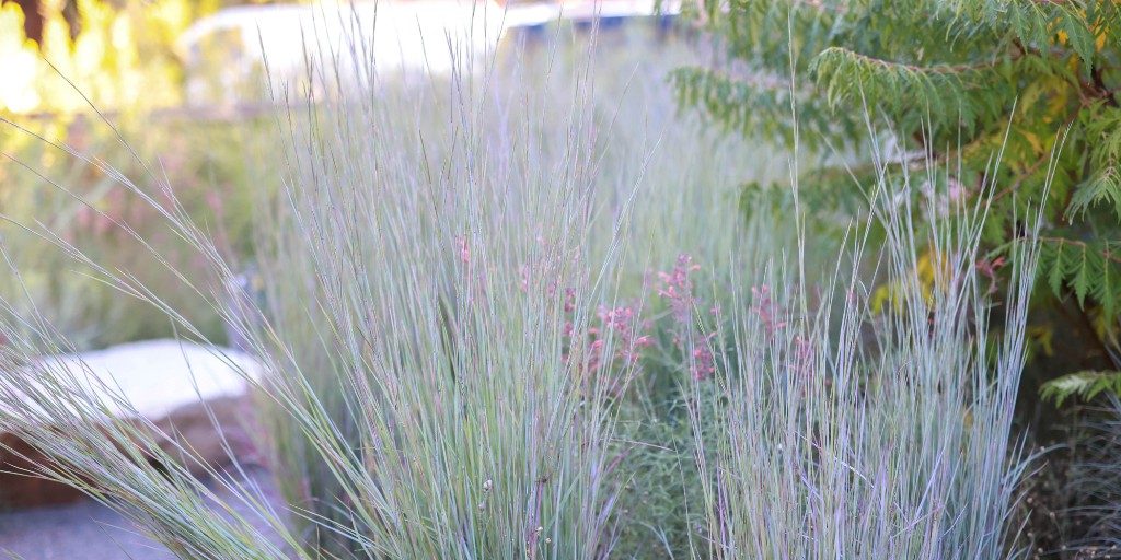 HCGPlants's tweet photo. Ornamental grasses offer year-round garden interest, but in the fall, they can be absolute show stoppers! 
No garden design is complete without them. 

Save this list for your garden design plans!

#OrnamentalGrass #GardenDesign https://t.co/5CCAJqFVJu