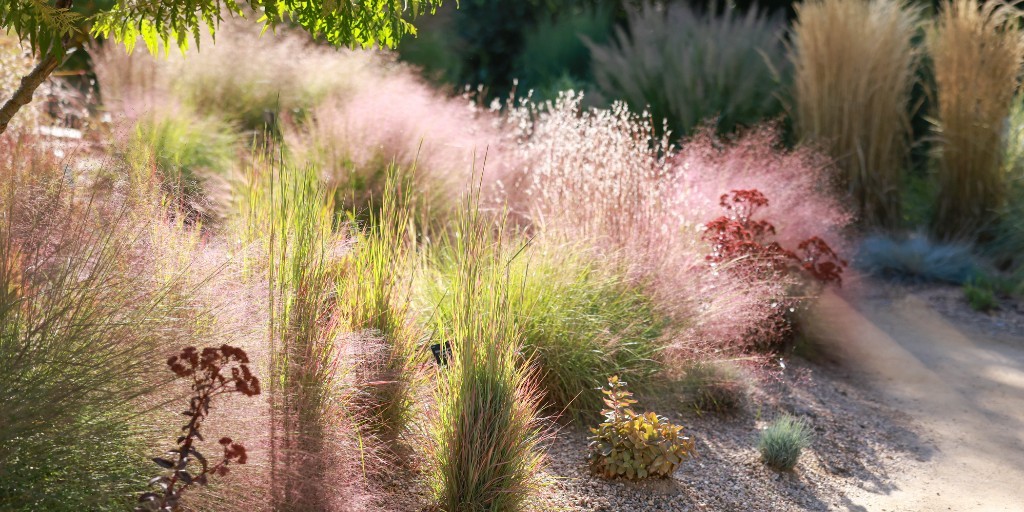 HCGPlants's tweet photo. Ornamental grasses offer year-round garden interest, but in the fall, they can be absolute show stoppers! 
No garden design is complete without them. 

Save this list for your garden design plans!

#OrnamentalGrass #GardenDesign https://t.co/5CCAJqFVJu