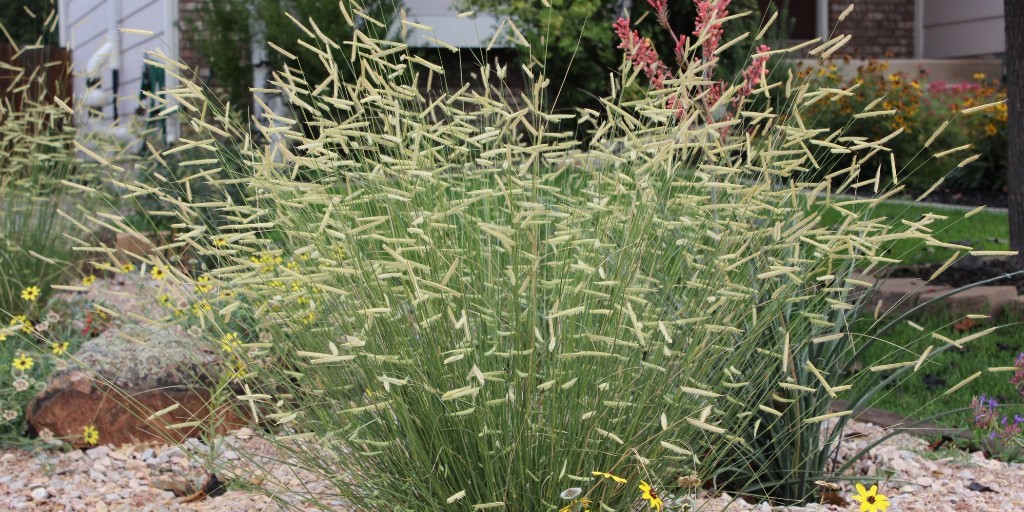Ornamental grasses offer year-round garden interest, but in the fall, they can be absolute show stoppers! 
No garden design is complete without them. 

Save this list for your garden design plans!

#OrnamentalGrass #GardenDesign