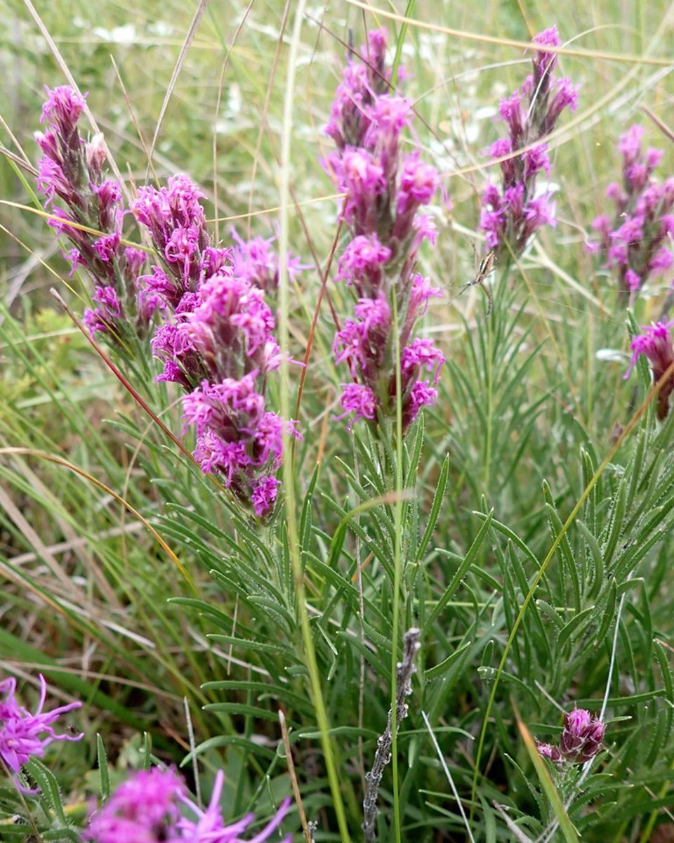 Liatris punctata, commonly known as dotted blazing star or gayfeather, is a drought-tolerant, perennial plant that thrives in dry, open spaces such as prairies and grasslands. (photo by Mary Krieger)

#nativeplants #wildflowers #floraandfauna #botanicalbeauty #naturelovers