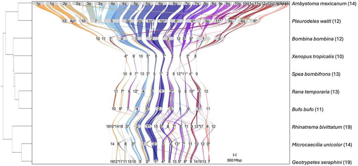 New paper alert! Check this out to learn how publicly available amphibian genomes vary in quality and repeat content. We also investigate synteny across all three amphibian orders 🐸🧬

onlinelibrary.wiley.com/doi/10.1111/17…