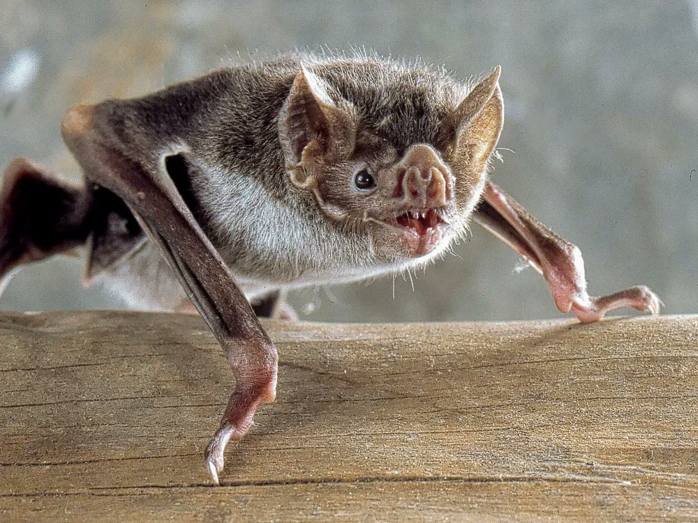 BatsDaily's tweet image. it wouldn't be SPOOKY season without VAMPIRE BATS AAAAAHHHH!!!!! 🧛🦇