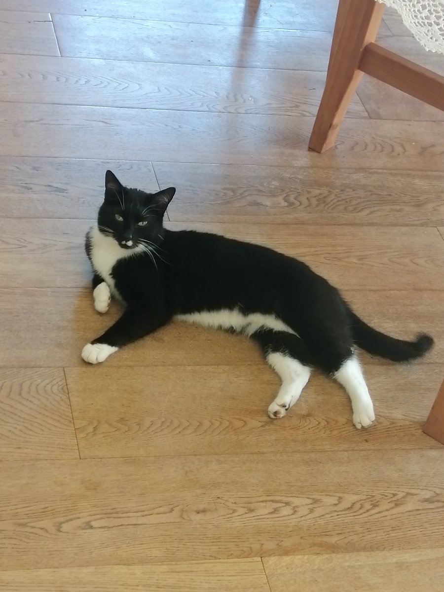reikogayuri's tweet photo. Dobrzeń Wielki pod Opolem zaginęła kotka!!! Nie wraca do domu od kilku dni Jeśli ktokolwiek ją widział proszę o kontakt na numer 793 311 005

Kicia ma charakterystyczne białe plamki pod noskiem i białe "skarpetki" na łapkach 

#opole #opolskie https://t.co/5RltCaroUz