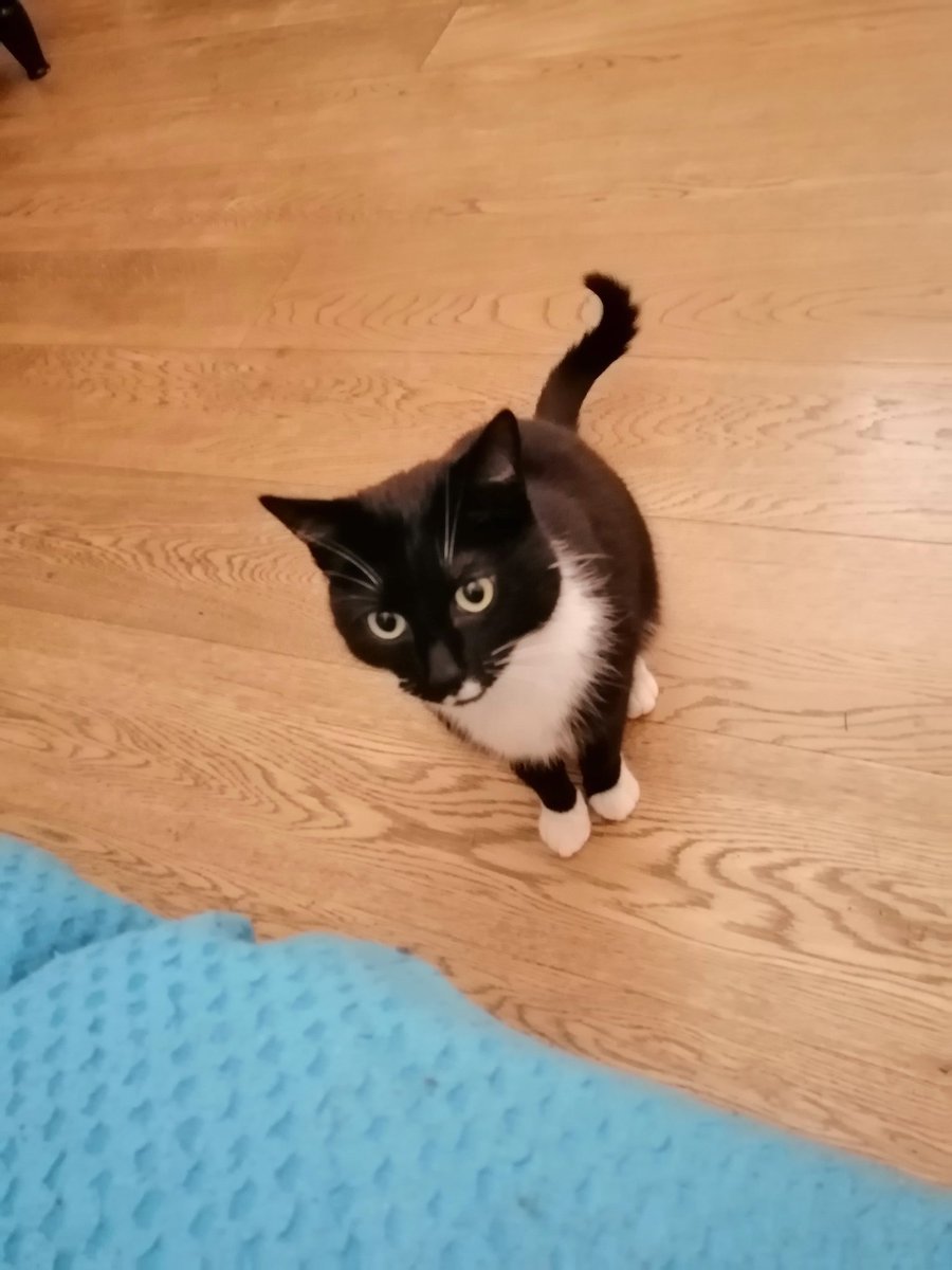 reikogayuri's tweet photo. Dobrzeń Wielki pod Opolem zaginęła kotka!!! Nie wraca do domu od kilku dni Jeśli ktokolwiek ją widział proszę o kontakt na numer 793 311 005

Kicia ma charakterystyczne białe plamki pod noskiem i białe "skarpetki" na łapkach 

#opole #opolskie https://t.co/5RltCaroUz