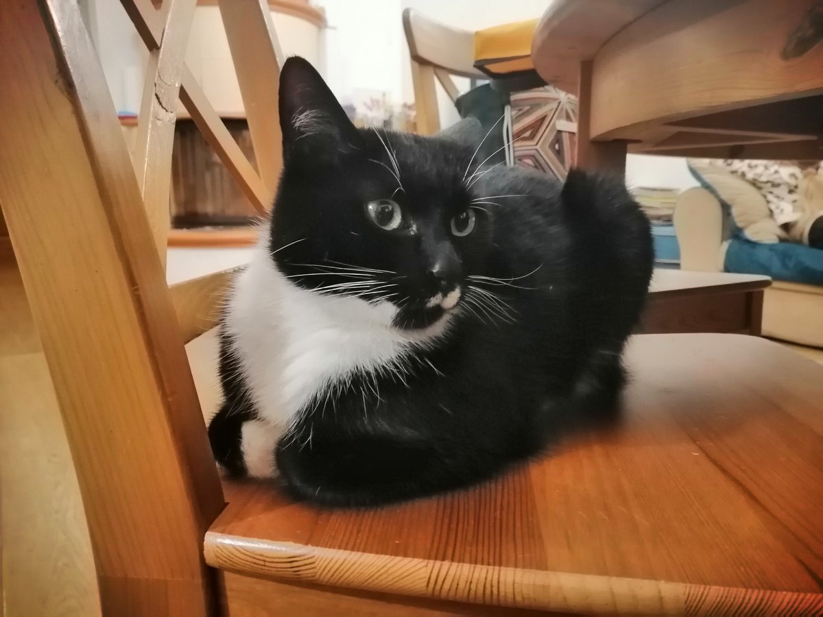 reikogayuri's tweet photo. Dobrzeń Wielki pod Opolem zaginęła kotka!!! Nie wraca do domu od kilku dni Jeśli ktokolwiek ją widział proszę o kontakt na numer 793 311 005

Kicia ma charakterystyczne białe plamki pod noskiem i białe "skarpetki" na łapkach 

#opole #opolskie https://t.co/5RltCaroUz