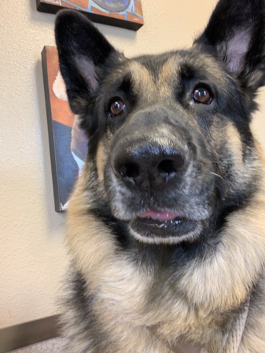 klg3566's tweet photo. @bfraser747 My GSD’s selfie at the vet. He jumped up on the bench and sat by me like he was a king. https://t.co/rVEgSOJmP2