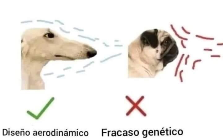 nacional_memes's tweet photo. 🐶 https://t.co/tAKa8gtVUL