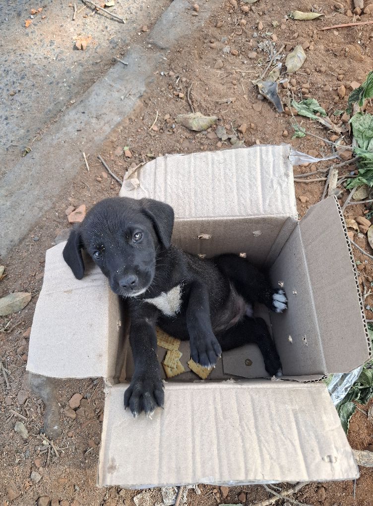 pablocasx1's tweet photo. "Hoy, de camino a casa , me crucé con este pequeño en medio de la carretera. 

Estaba solo, llorando sin parar, y mi corazón se rompió al verlo así. 

Miré a mi alrededor, esperando encontrar a alguien buscándolo o quizás otros perros, pero no había nada... solo él, abandonado y asustado.

Sin pensarlo dos veces, lo levanté y lo llevé al veterinario de turno.

Confirmaron que no tenía chip, y en ese instante tomé una decisión que cambiaría su vida para siempre: adoptarlo y ponerlo en adopción.  

No podía dejarlo solo en un mundo tan grande y desconocido. 

Ahora, mientras escribo esto, él está en casa, dormido plácidamente, seguro y feliz. Su carita expresa una paz que nunca había visto antes, y sé que este es solo el comienzo de una vida llena de amor para él.

Esta es su primera foto, y espero que sea la primera de muchas. 

A veces no somos nosotros los que elegimos a los animales, ellos nos encuentran y nos eligen cuando más lo necesitamos.

Espero encontremos una familia que le de el amor que necesita.