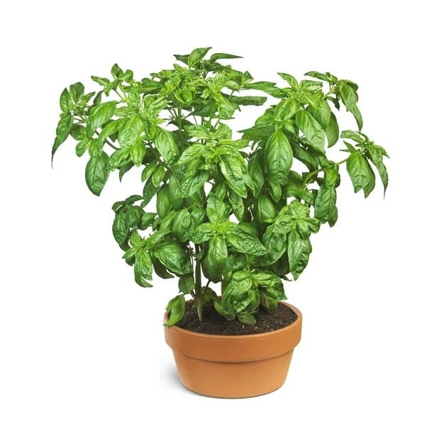 dailyobject_'s tweet photo. DAILY OBJECT 697:
BASIL https://t.co/Nx7FdKk9Ty