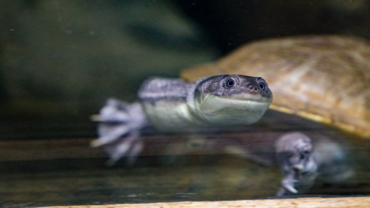 TulsaZoo's tweet photo. Did you guess our first #SkeletonSaturday x-ray correctly? It’s one of our McCord's Snake-Necked Turtles! 🐢 Their necks are so long that they cannot withdraw their heads directly back into their shell. Instead, they tuck their neck in sideways! https://t.co/fVr0tvkF8v