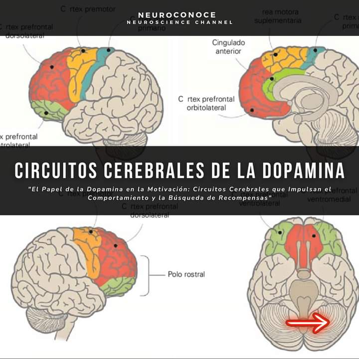 RebolledaGil's tweet image. La dopamina es un neurotransmisor clave en el cerebro, asociado con la motivación, la recompensa y la regulación del comportamiento. Los circuitos dopaminérgicos, particularmente las vías mesolímbica y mesocortical, son fundamentales para este proceso. La vía mesolímbica, que 👇