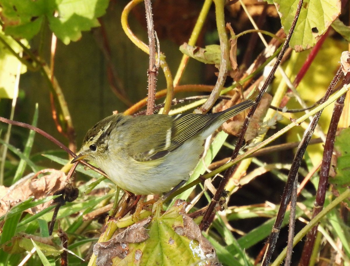 John Nadin tweet media